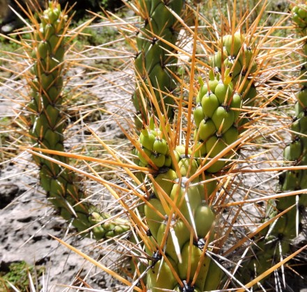 15M Austrocylindropuntia subulata