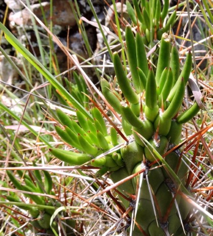 16M Austrocylindropuntia subulata