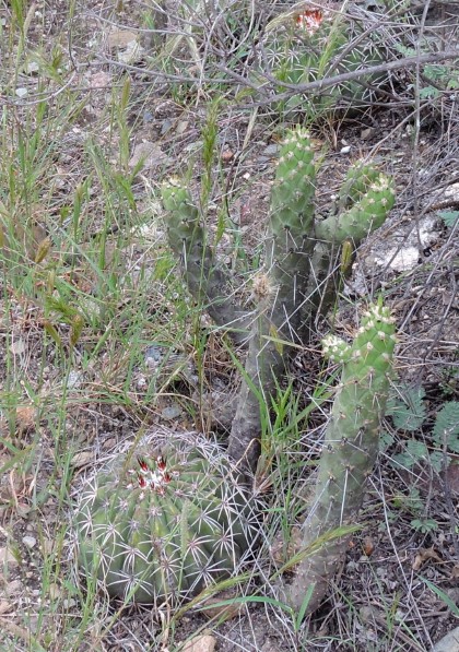 17M Austrocylindropuntia subulata