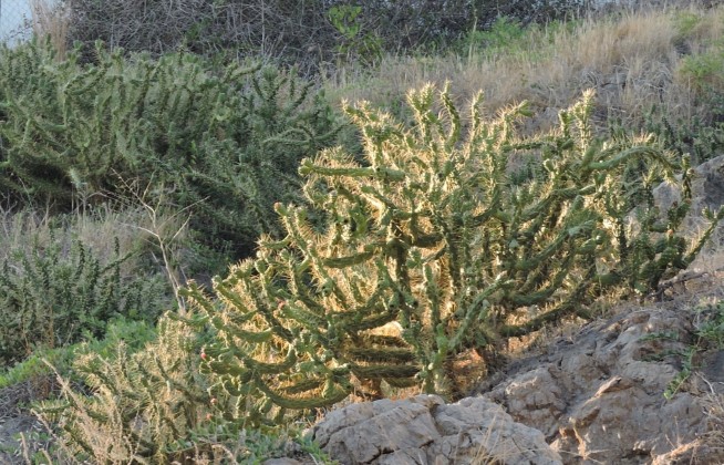 18M Austrocylindropuntia subulata