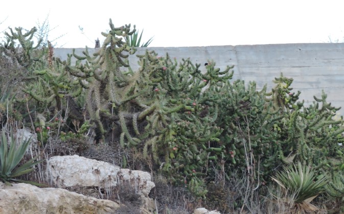 19M Austrocylindropuntia subulata