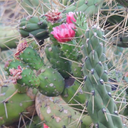 20M Austrocylindropuntia subulata