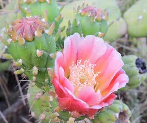 22M Austrocylindropuntia subulata