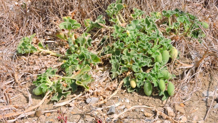 02 Ecbalium elaterium Cucurbicaeae priamo pod Gibraltarskou skalou Mal