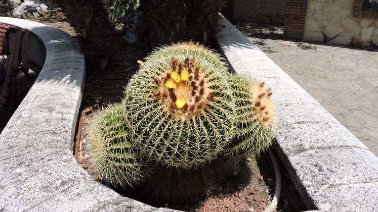 09 Bolo tu aj niekoko vekch Echinocactus grusoni Mal