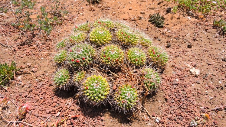 12 Mammillaria mystax Mal