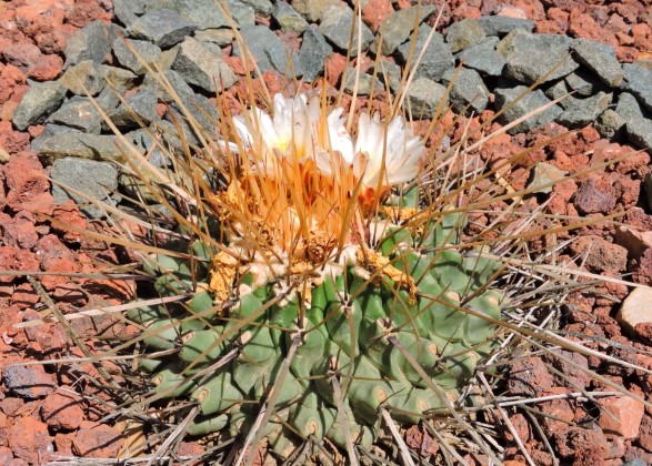 16 Thelocactus vo vonej vsadbe Mal