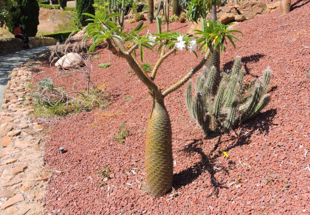 17 Pachypodium a Morawetzia doelziana Mal