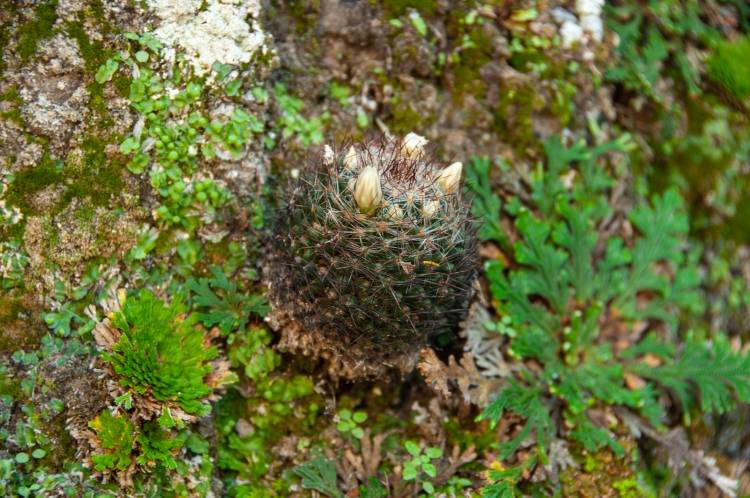 mammillaria rayonensis 1