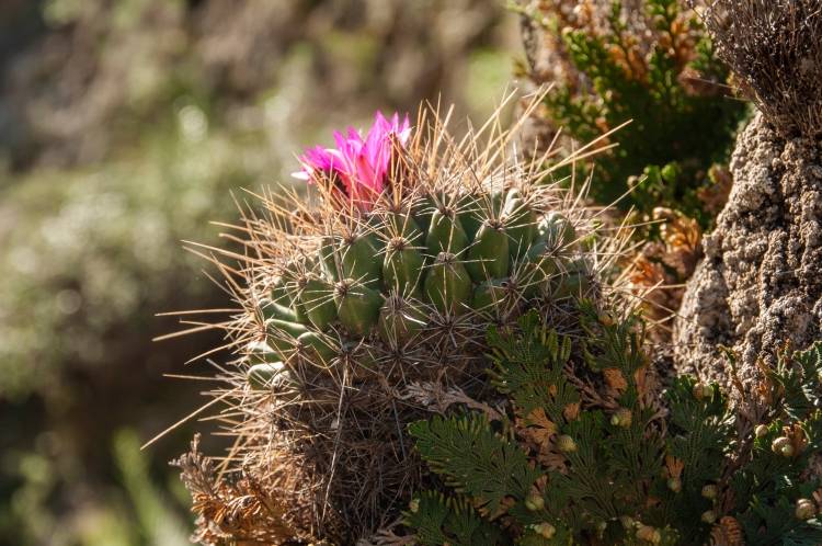 thelocactus matudae 4