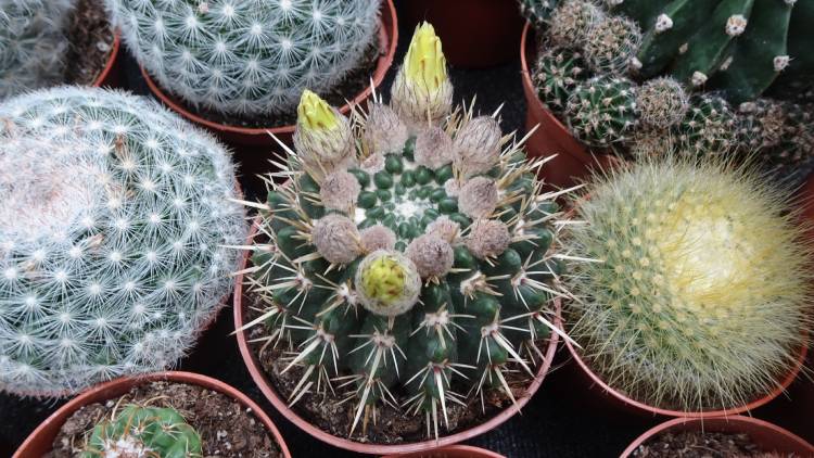 Notocactus submammulosusU