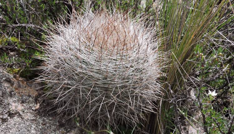 03uMatucana hystrix