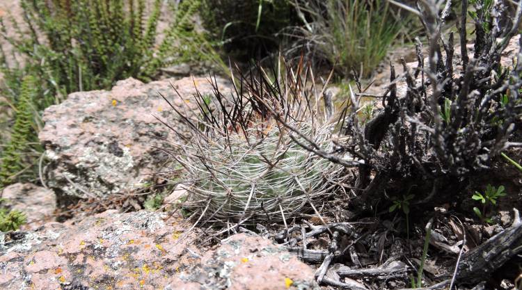 04uMatucana hystrix