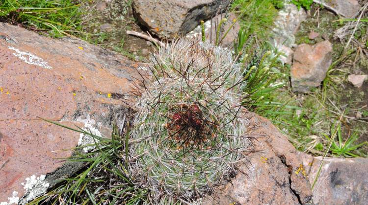 08u Matucana hystrix