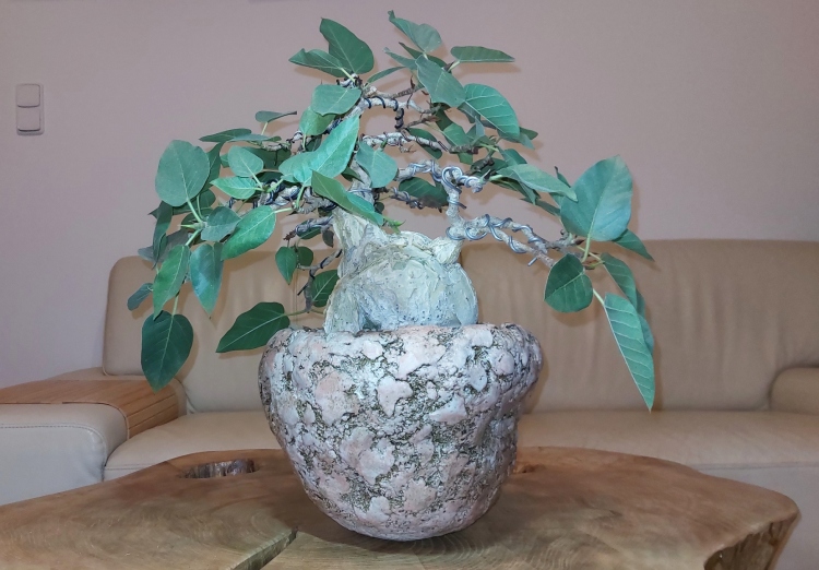 uFicus petiolaris 35let