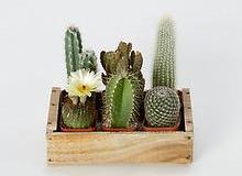 "Terrarium Cactus Garden in House+Home HOME+DÉCOR Indoor Garden at Terrain" by Wicker Paradise is licensed with CC BY 2.0. To view a copy of this license, visit https://creativecommons.org/licenses/by/2.0/